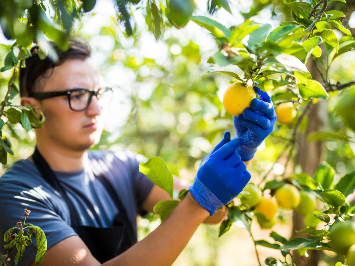 A man wearing glasses and gloves picks citrus fruit off a tree.