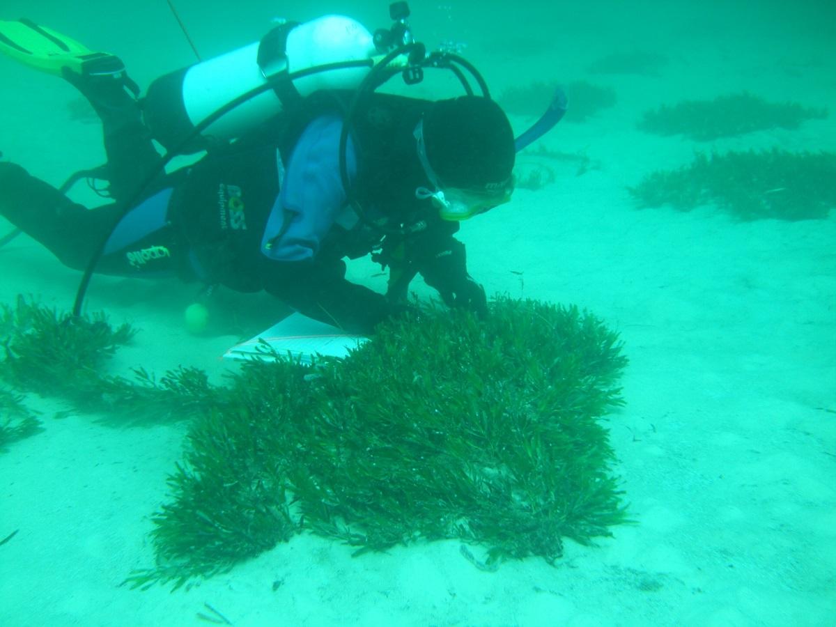 An underwater photo of a researcher counting seagrass seedlings.
