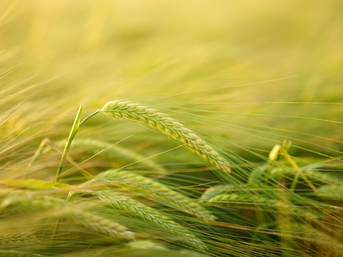 Barley swaying in the wind.