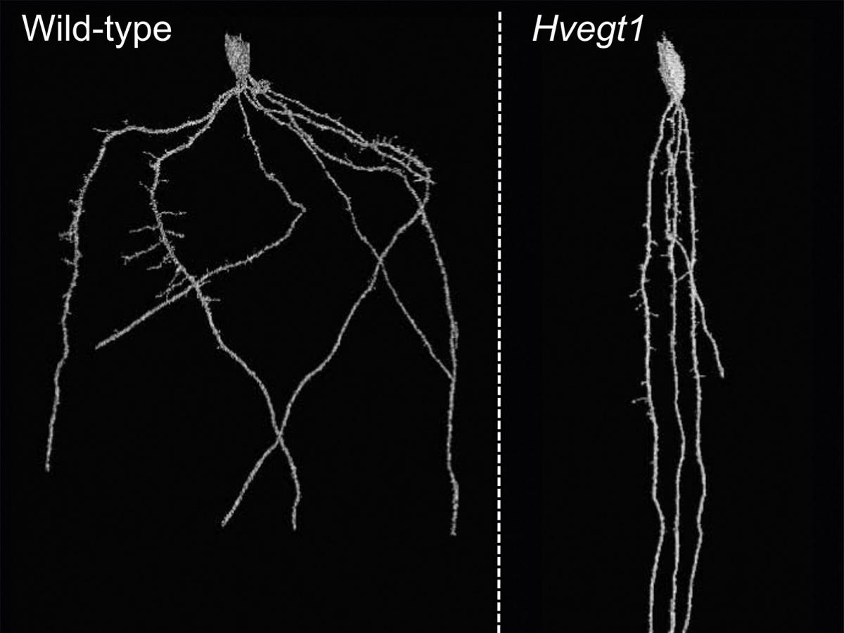 An X-Ray image of two types of roots.