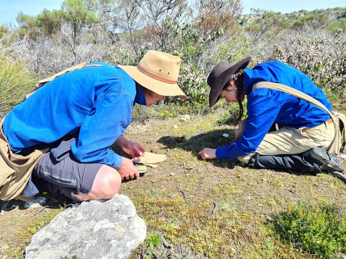 Two ecologists kneeling down, taking grass samples in Coffin Bay National Park.