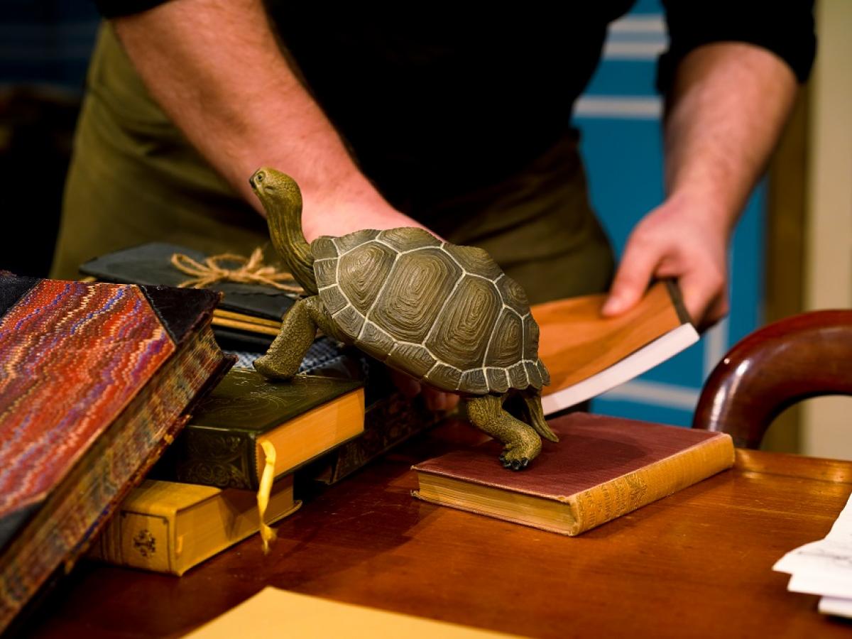 Plautus, the tortoise, climbs books on a desk.
