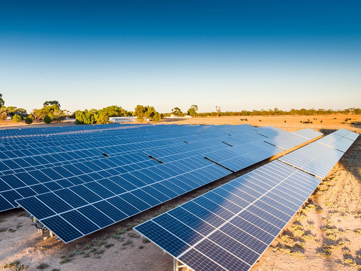 The University of Adelaide Solar Farms at Roseworthy Campus