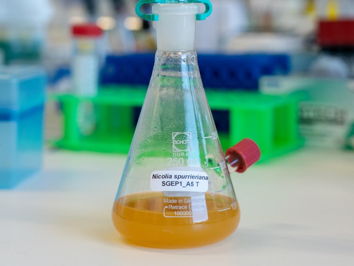The Nicolia spurrieriana bacterium