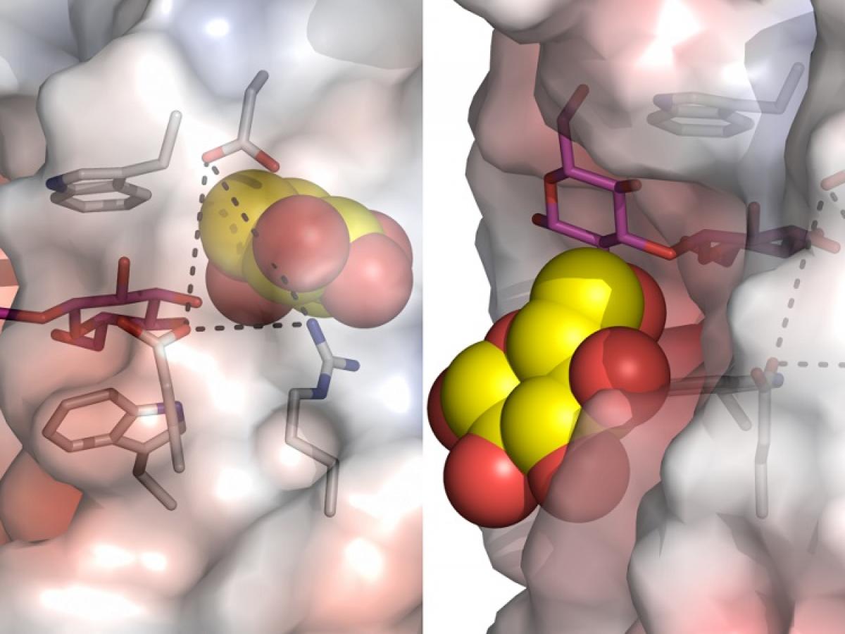 The structural changes of a barley enzyme.