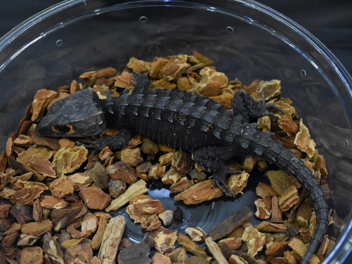 A red-eyed crocodile skink.