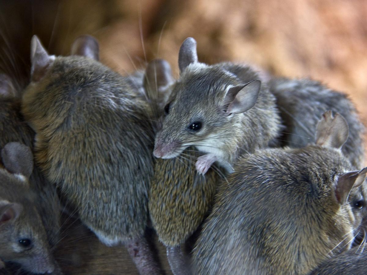 A group of mice huddled together.