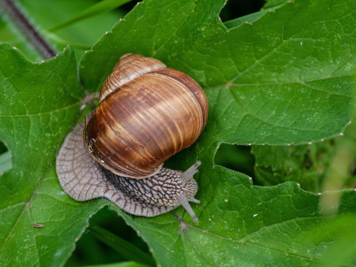 Multifaceted approach to combat snails in grain crops