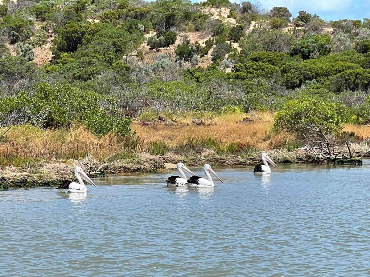 Coorong pelicans