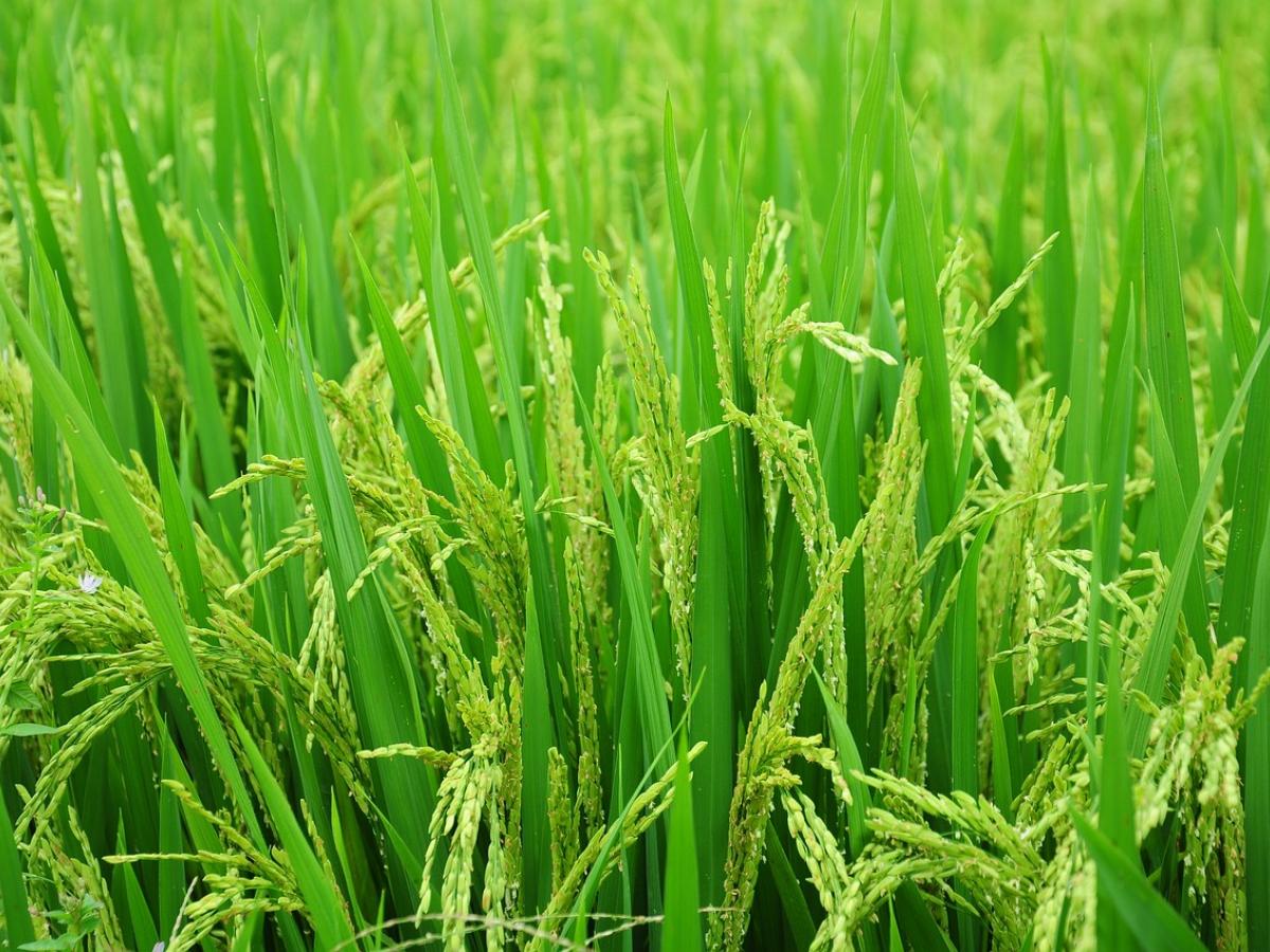 Photo of a rice field