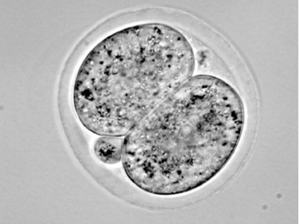 2D brightfield image of a 2-cell embryo