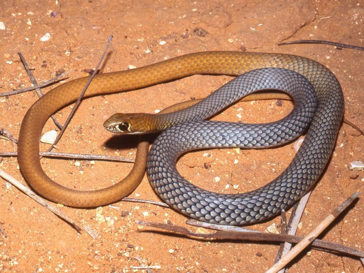 Photo of a desert whip snake