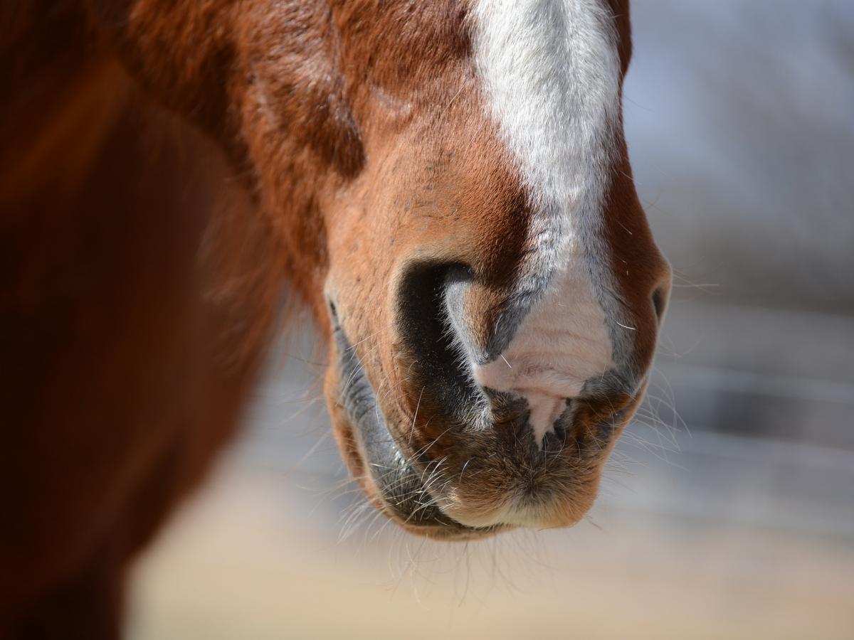 Photo of a horse showing hairs around the nose and mouth.