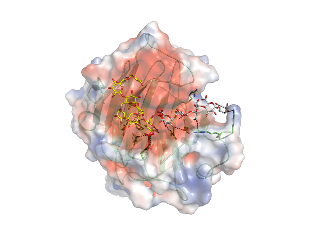 A 3D image of nasturtium xyloglucan xyloglucosyl transferase with bound substrate reactants.