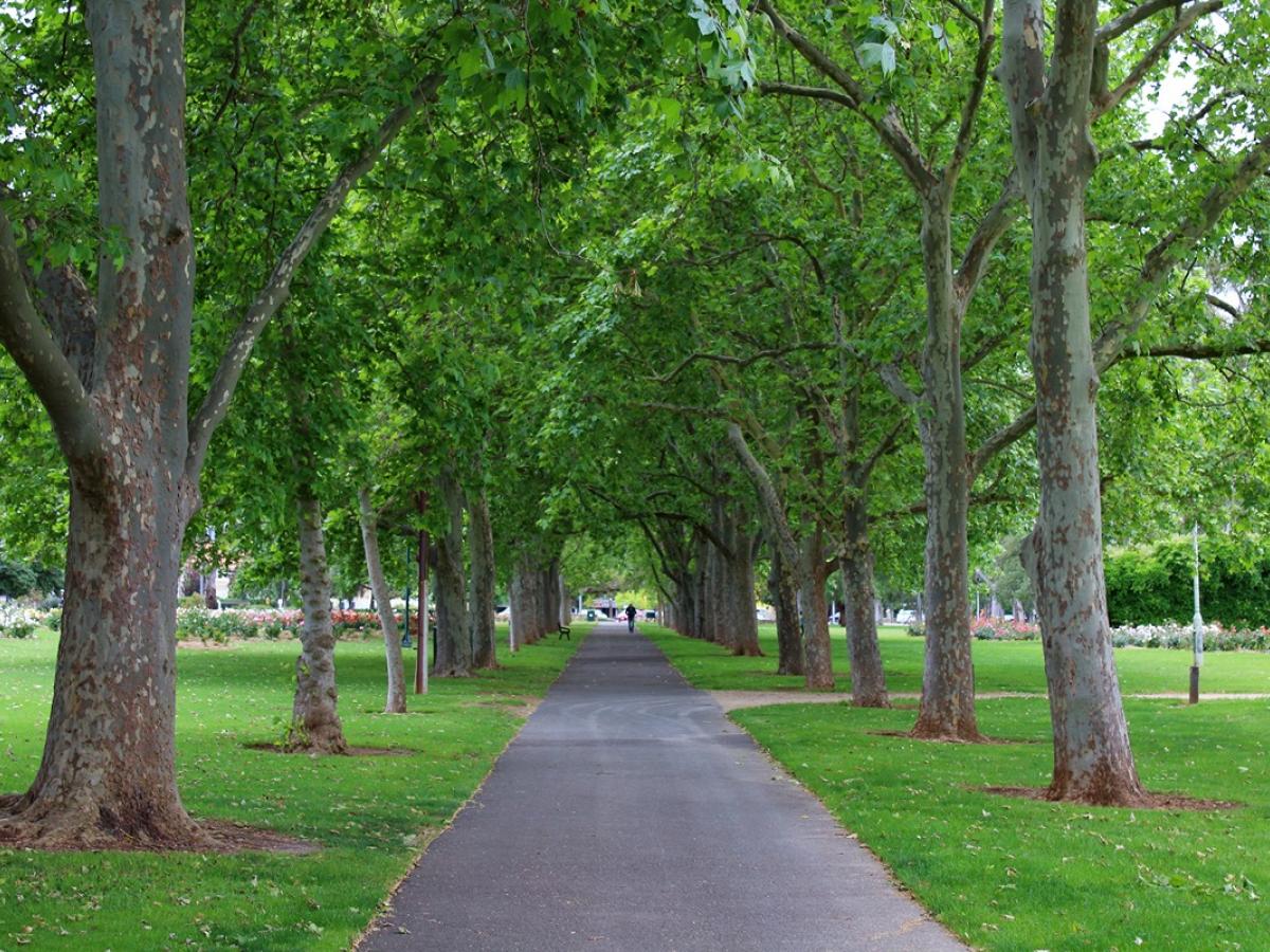 Path in City of Adelaide with plane trees