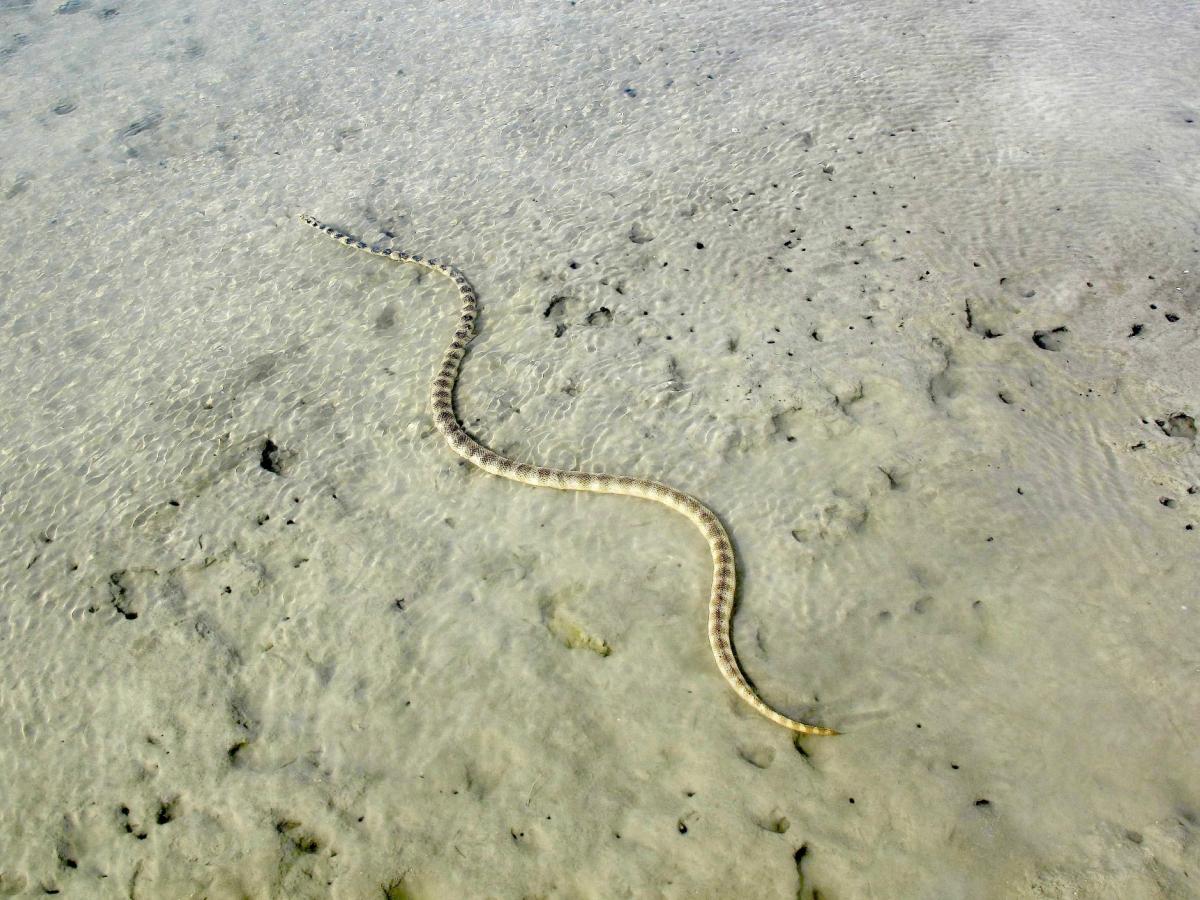 sea snake Hydrophis cyanocinctus