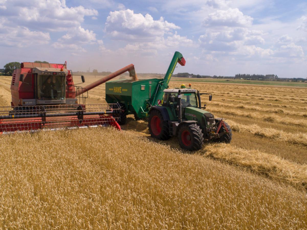 Wheat Harvest