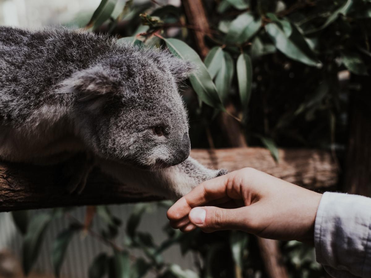 Koala touching a human's hand