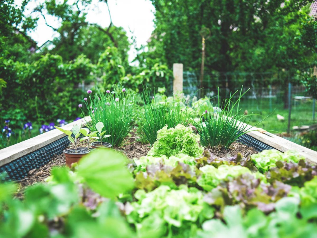 Garden bed credit Markus Spiske