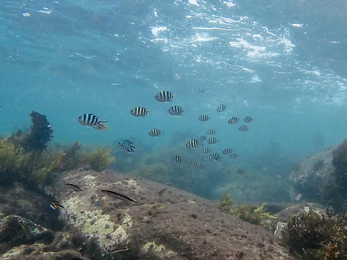 Tropical Fish Are Invading Australian Ocean Water