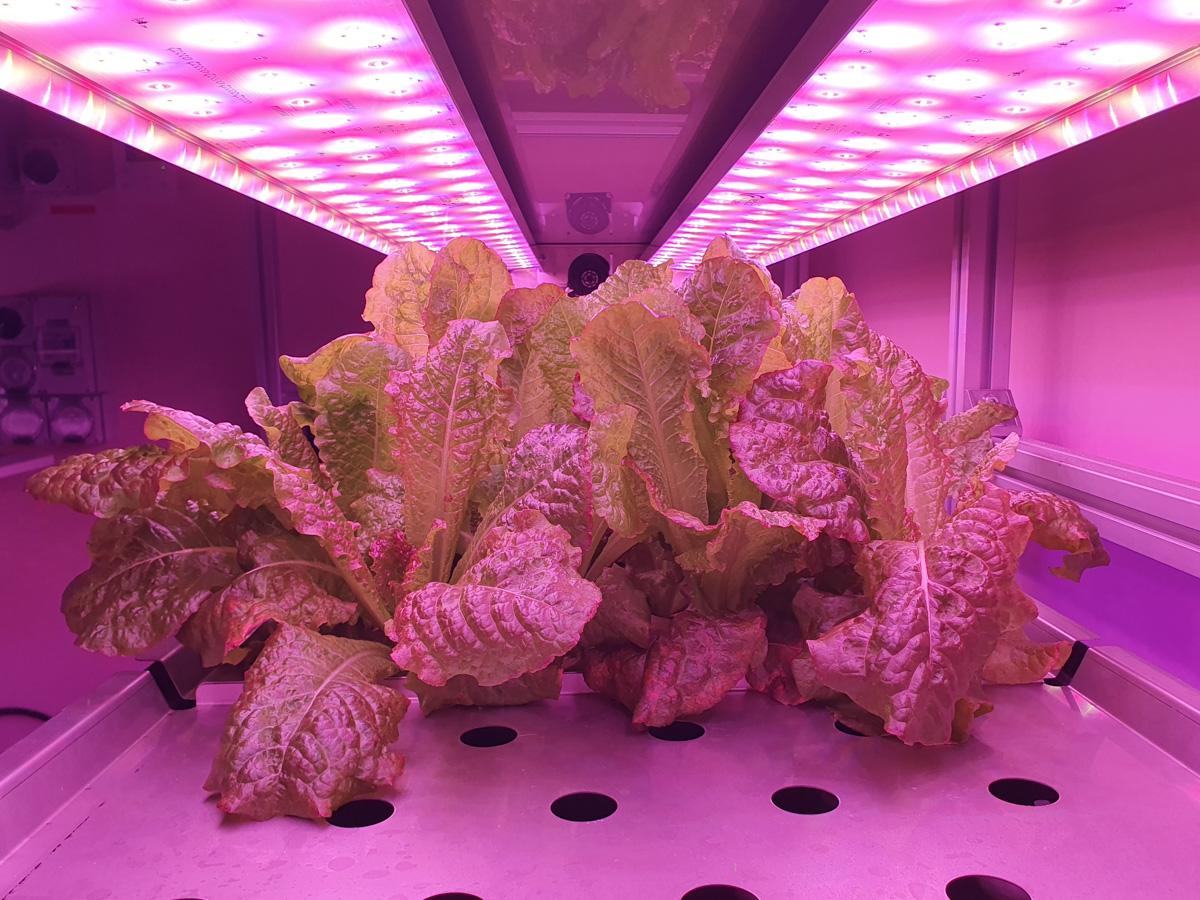 Red romaine lettuce grown in VF Vertical Farm at the University of Adelaide's Waite Campus