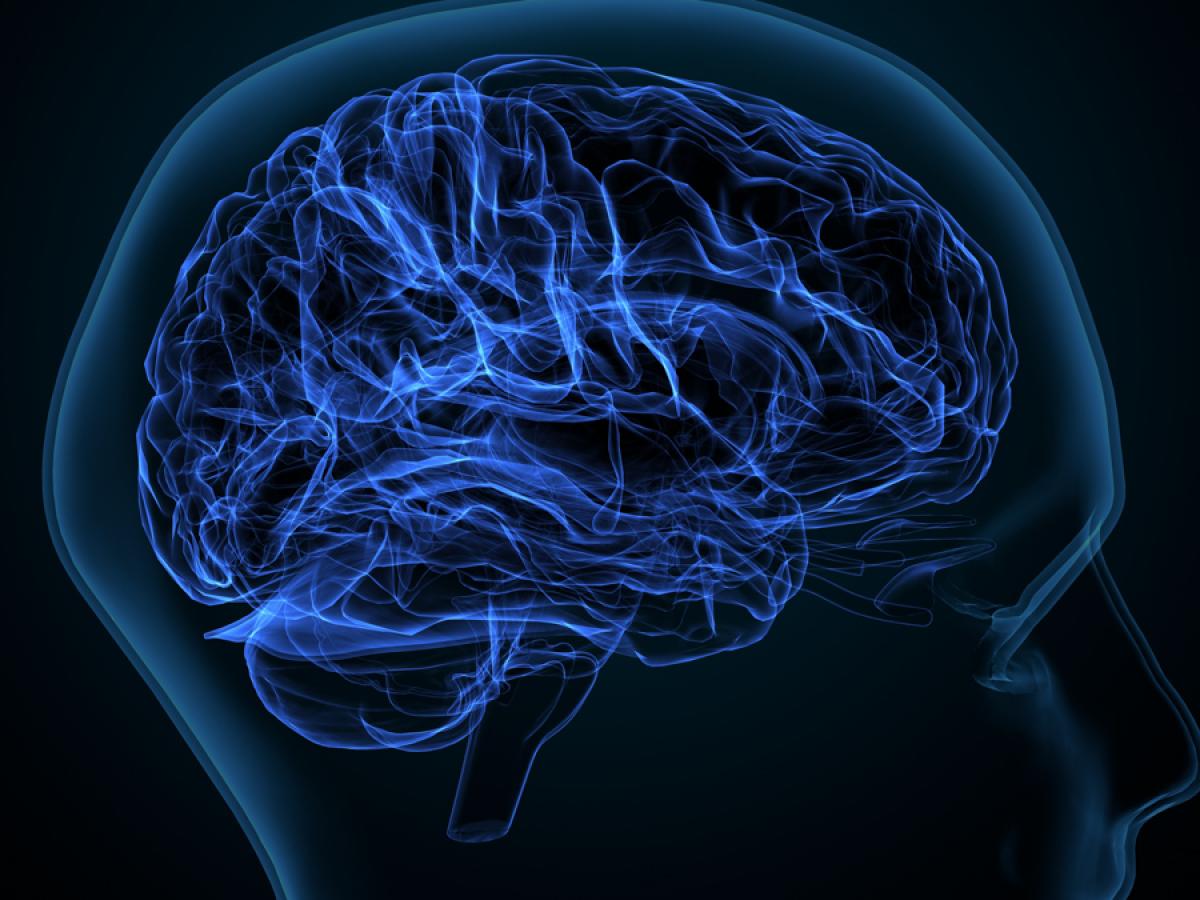 White matter brain