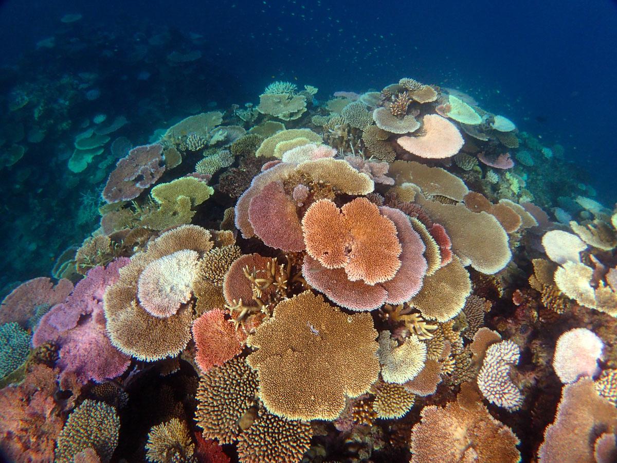 Bleached corals on John Brewer Reef, Great Barrier Reef. Credit Neal Cantin, Australian Institute of Marine Science
