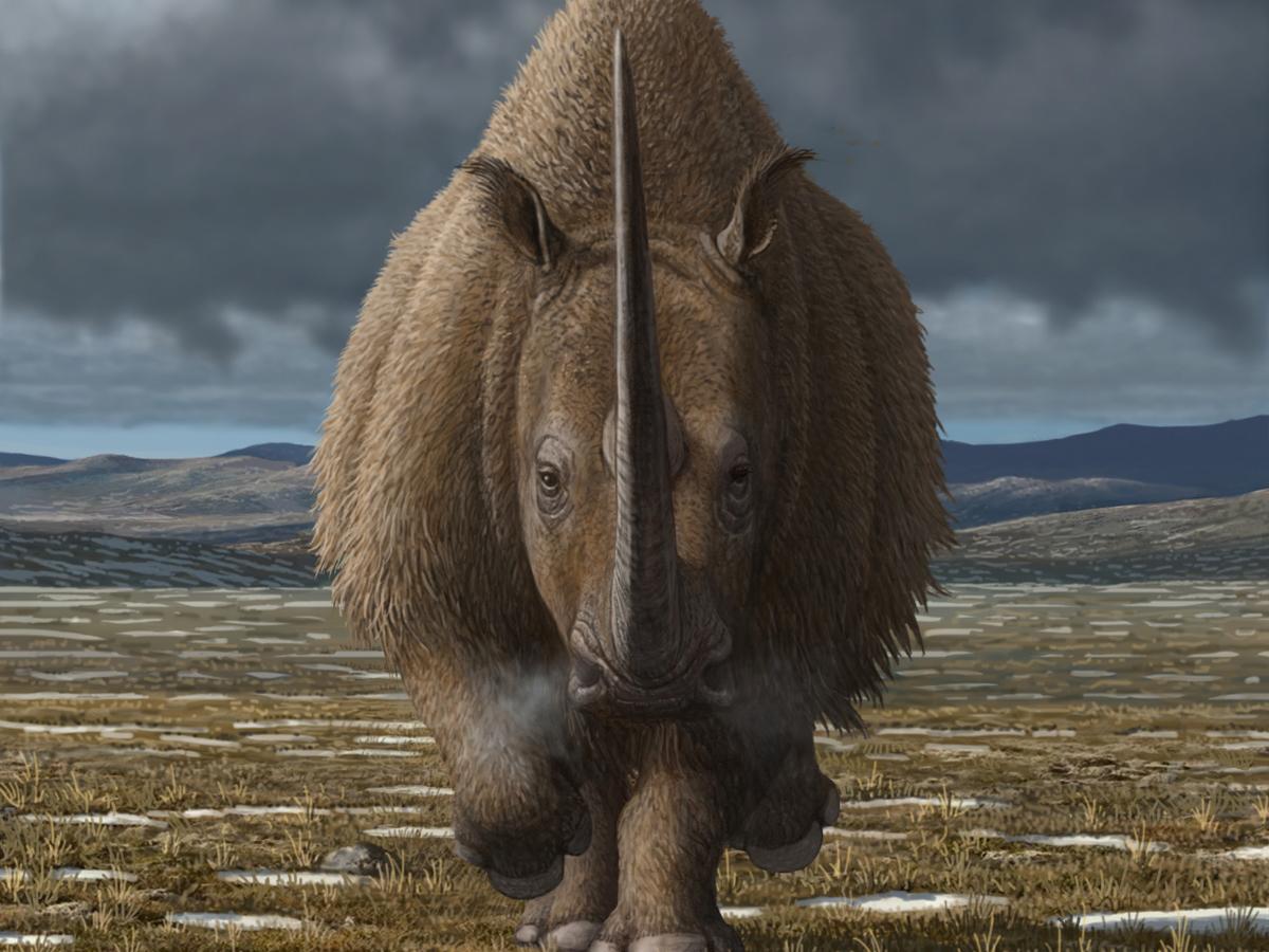 coelodonta. Credit Mauricio Anton