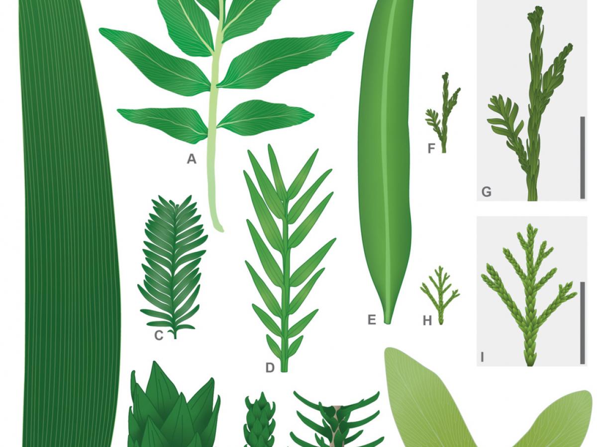 Plant matter reconstructions credit Miriam Slodownik