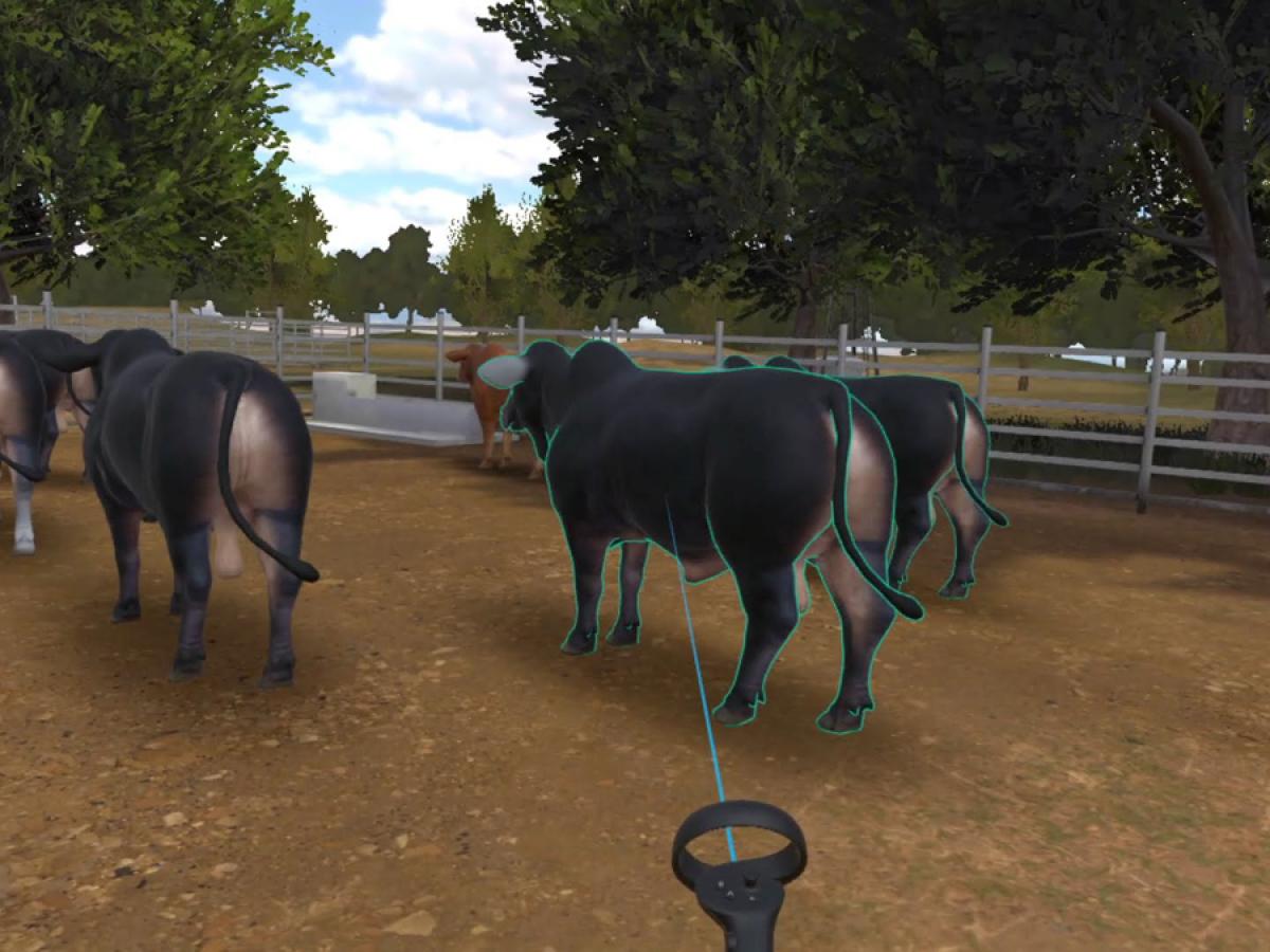 A still from the CattleVR teaching tool