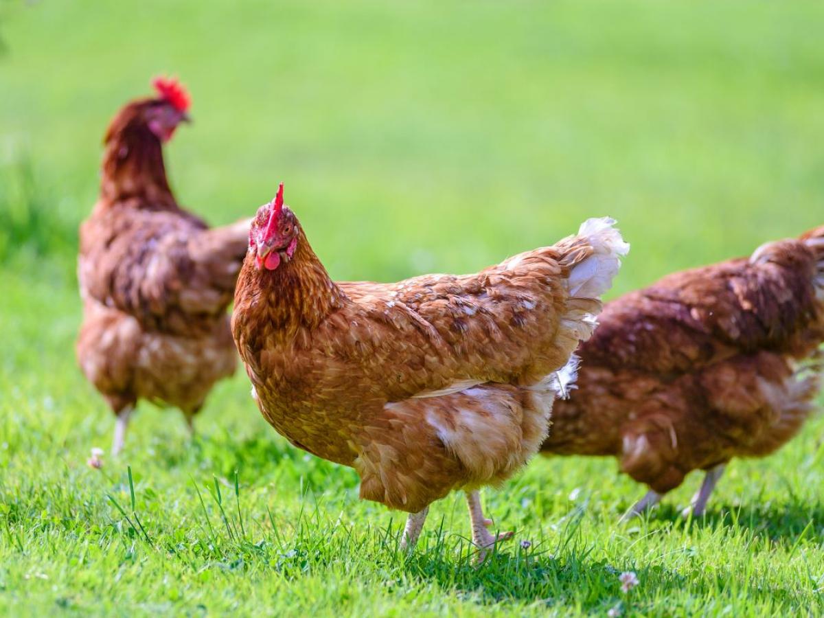 Chicken