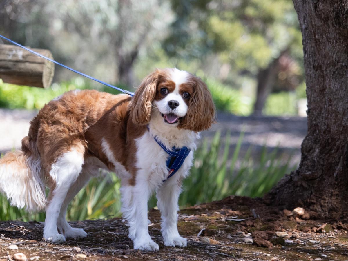 Dog in a park