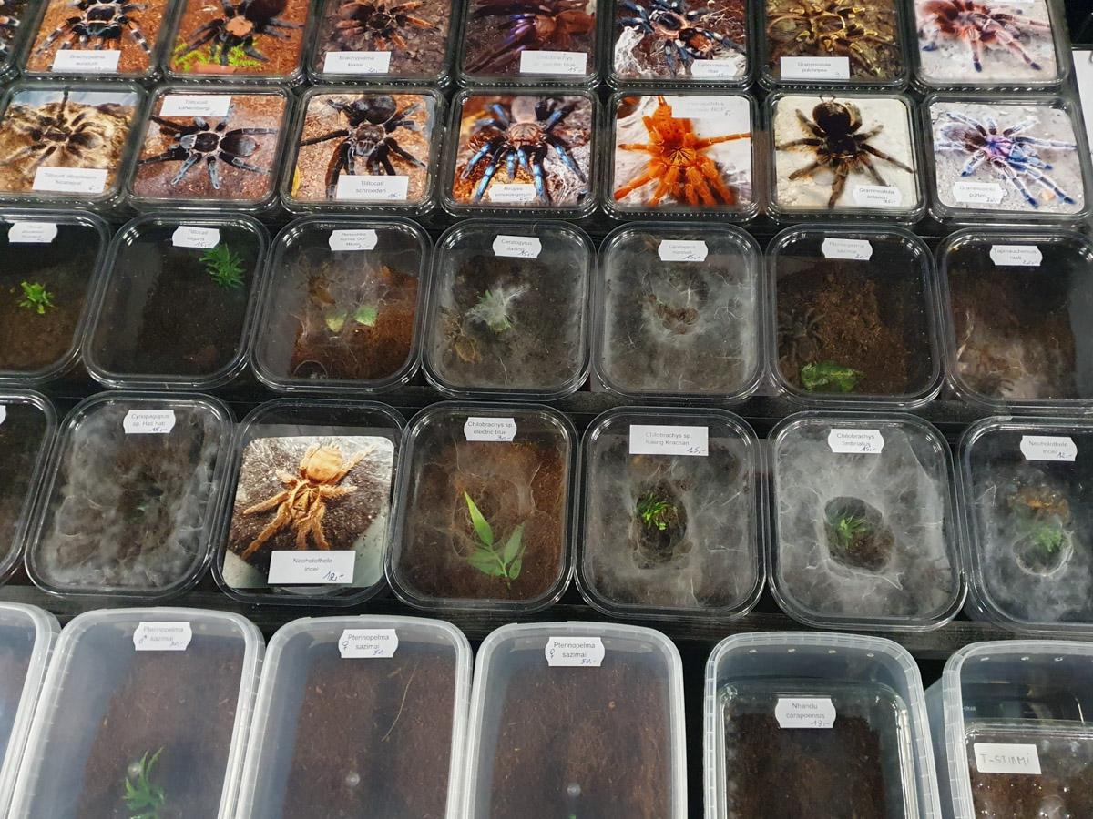 Wildlife for sale