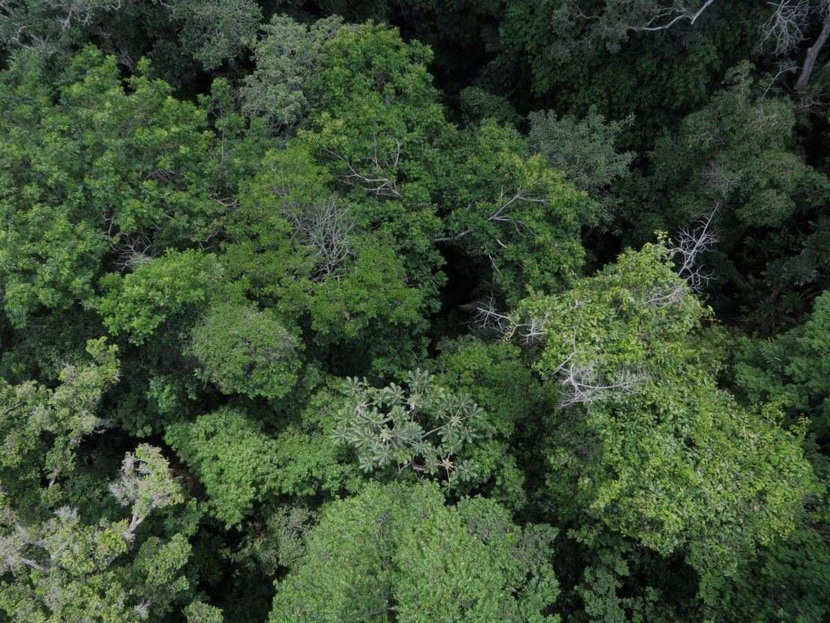 Rainforests in the Americas