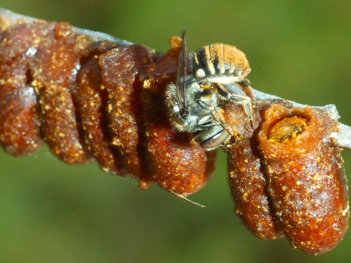 Australian resin pot bee Megachile (Austrochile) tarltoni credit David Pike