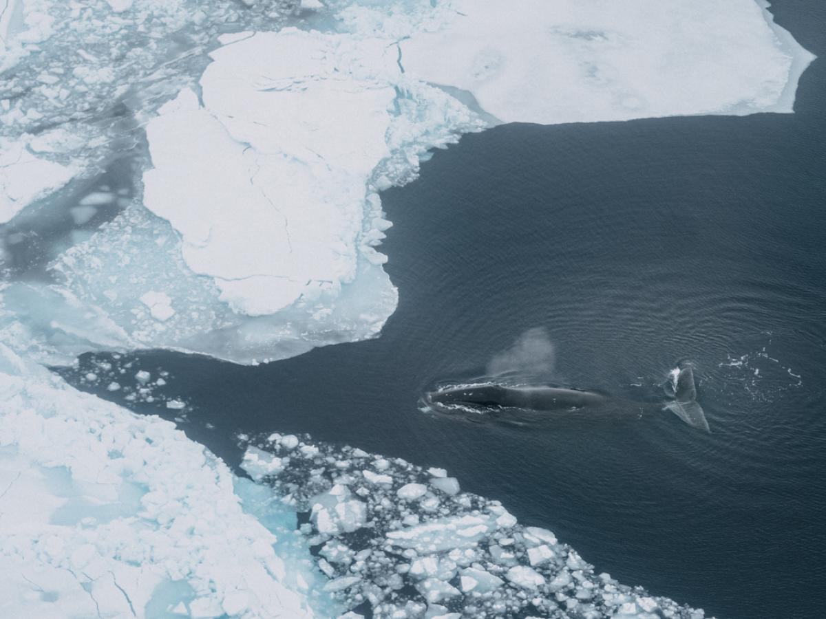 Bowhead whale