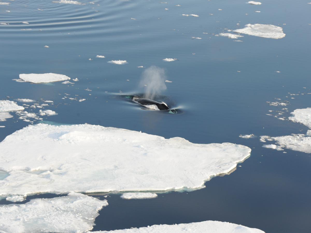 A bowhead whale swimming in Arctic waters