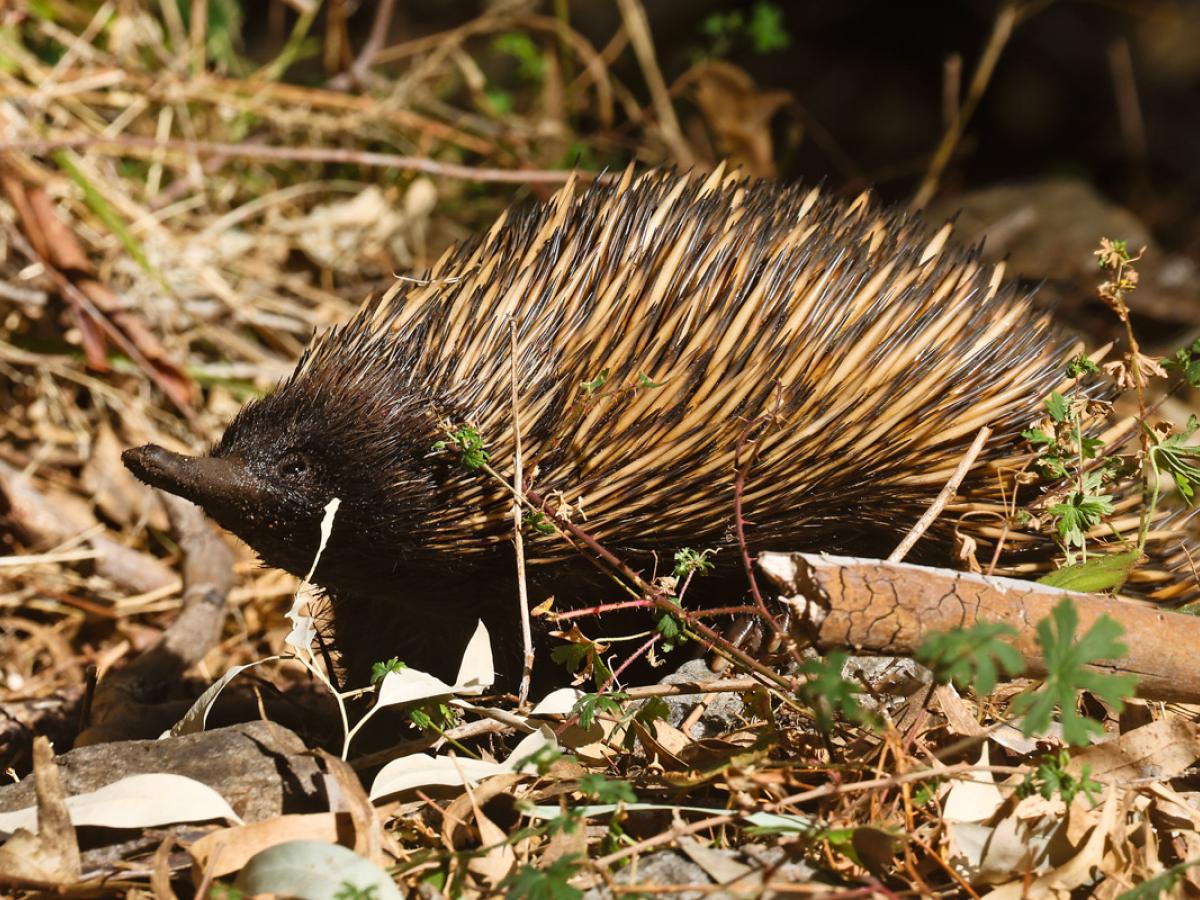 Echidna credit Ken Hurley