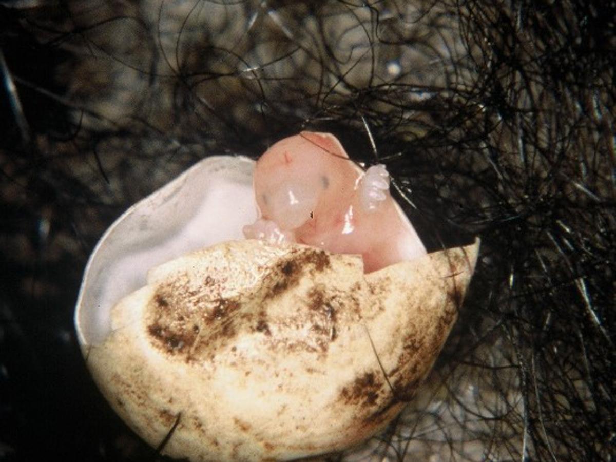 Echidna Puggle credit Peggy Rismiller and Michael McKelvey
