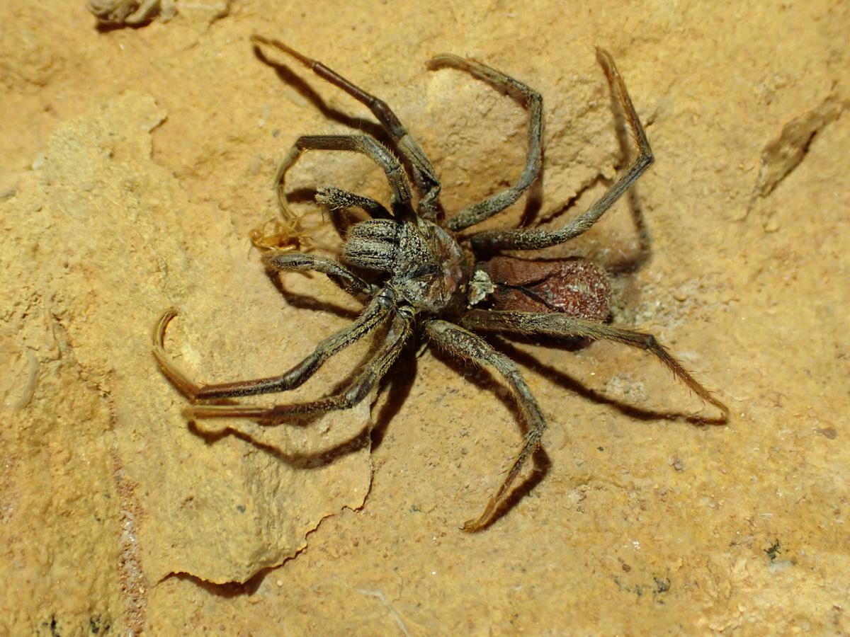 1. A dead female eyeless spider, from the genus Troglodiplura, with her prey credit Steve Milner