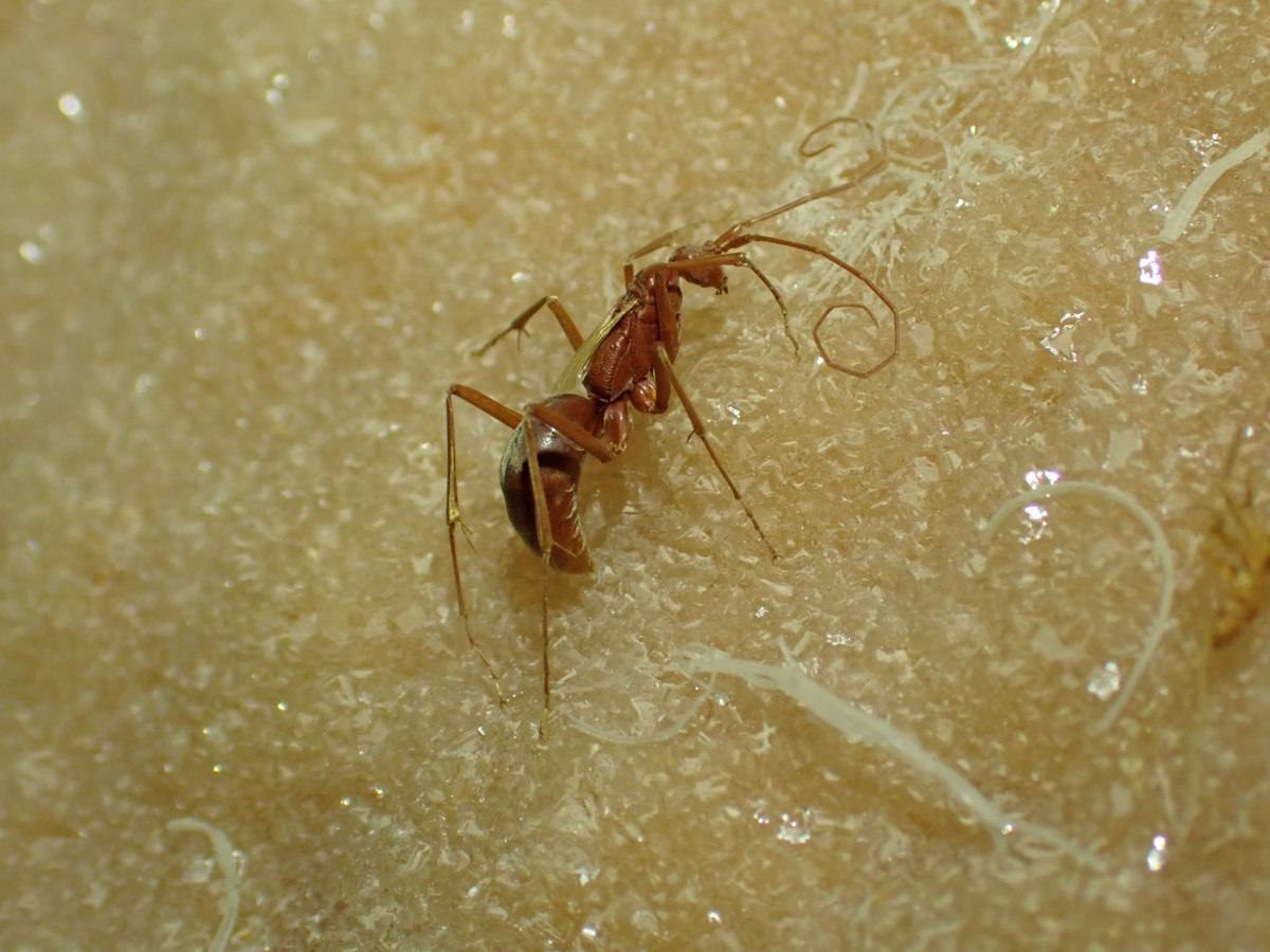 A male wasp discovered in Nullarbor Caves