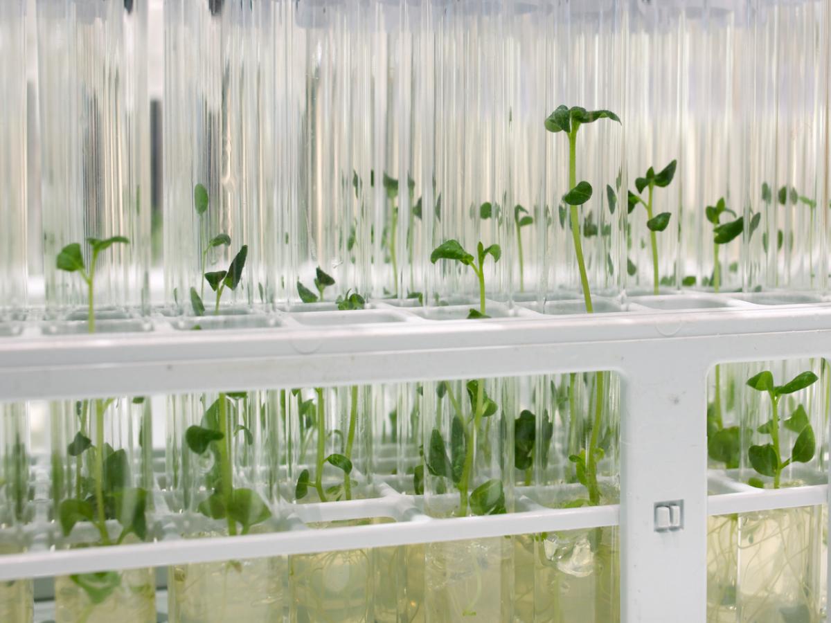 Plant gene editing