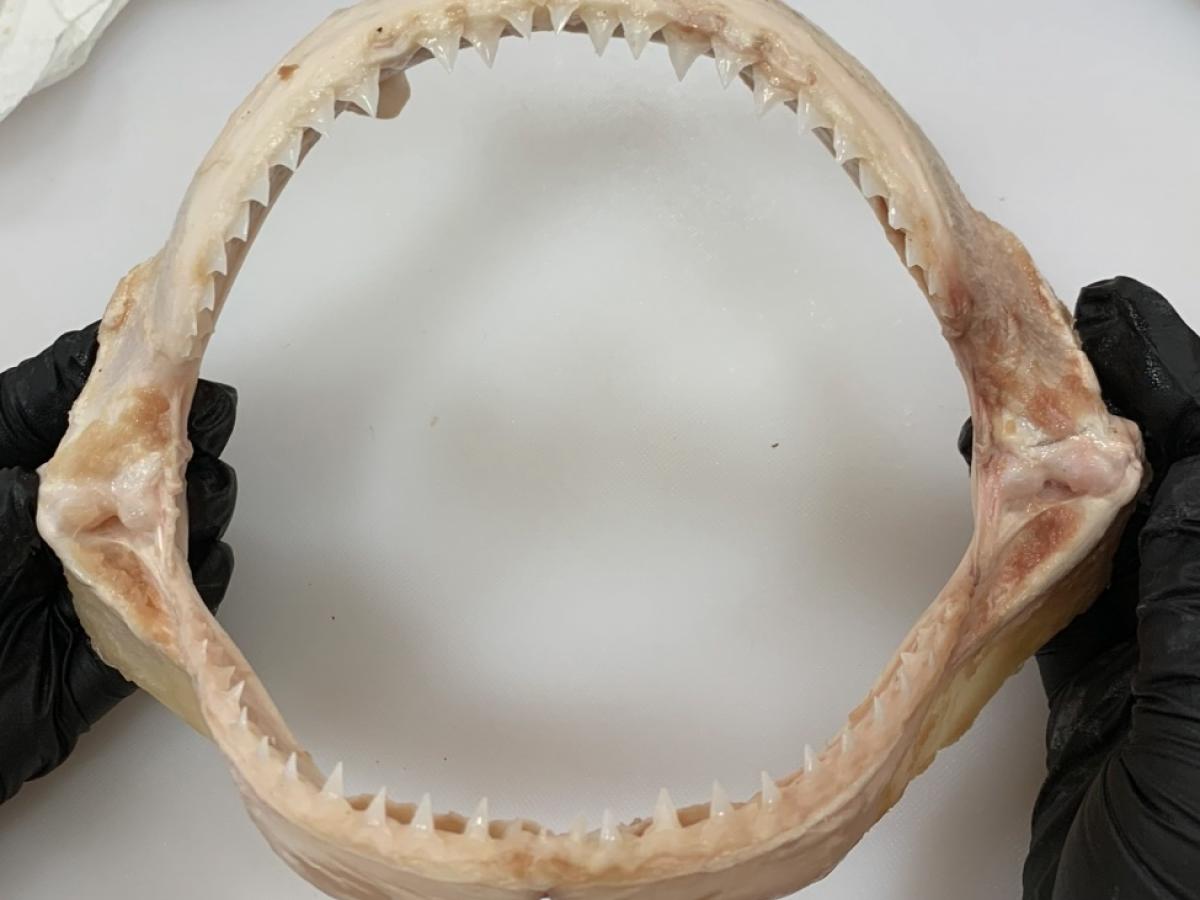 A bull shark jaw. Credit Josephine Lingard