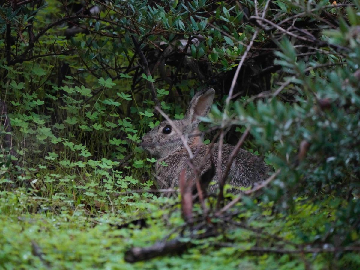 Rabbit credit Michael SY Lee