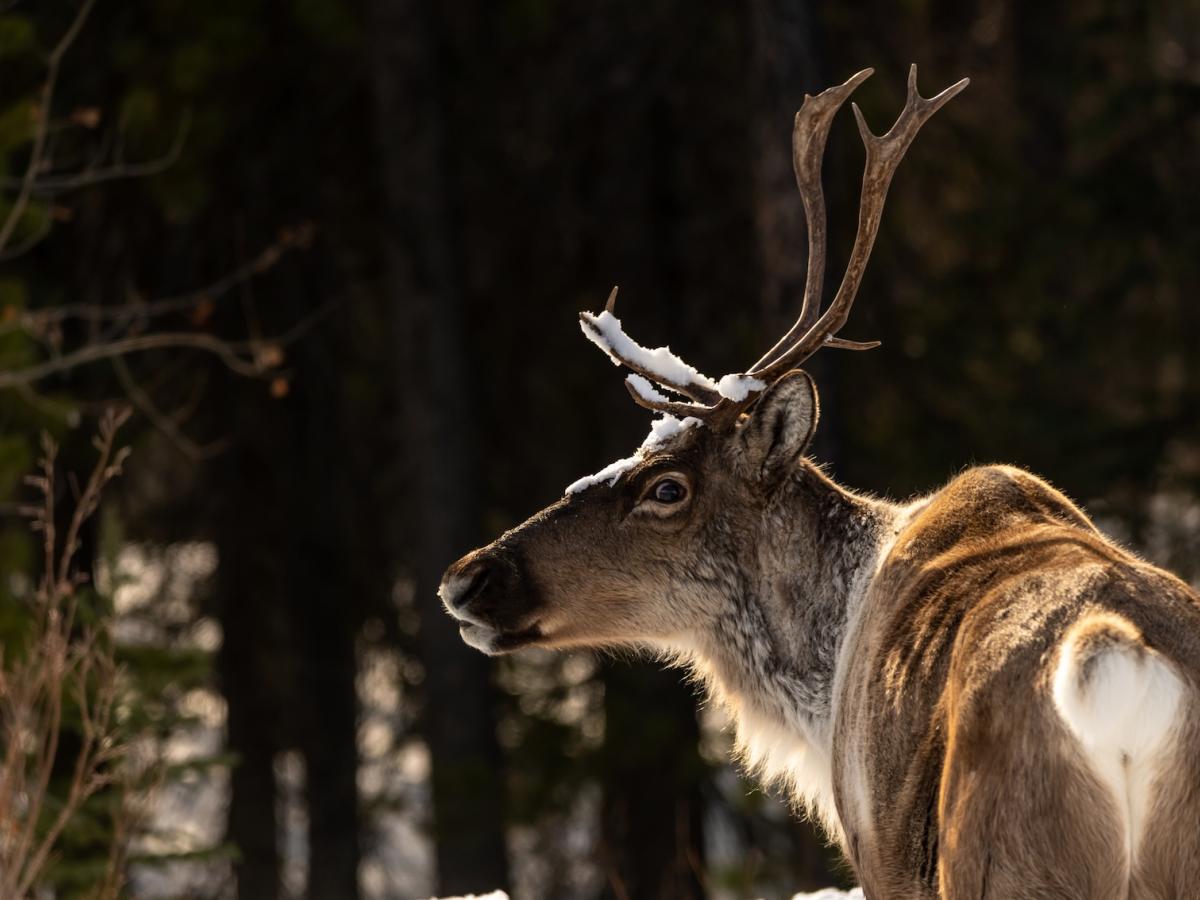 Photo of the side profile of a reindeer with forest in the background.