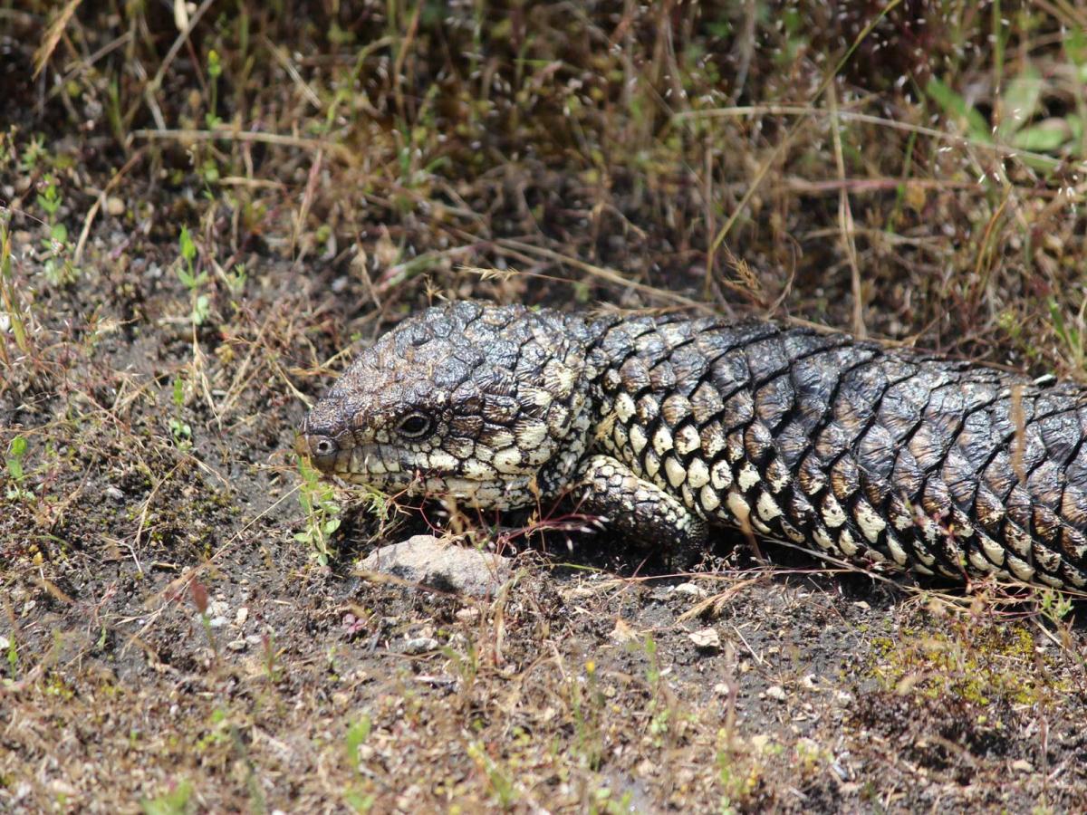 Shingleback lizard credit Sebastian Chekunov