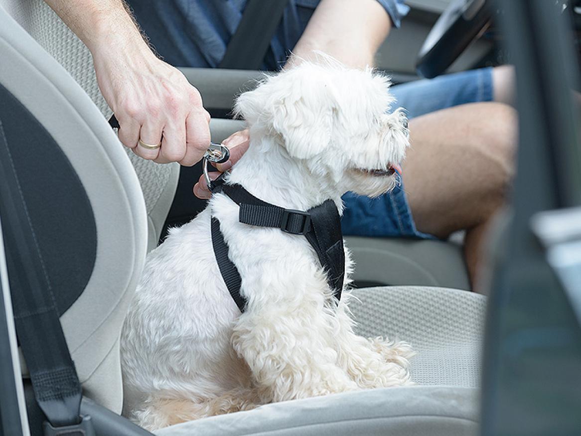 A dog being restrained in a car.
