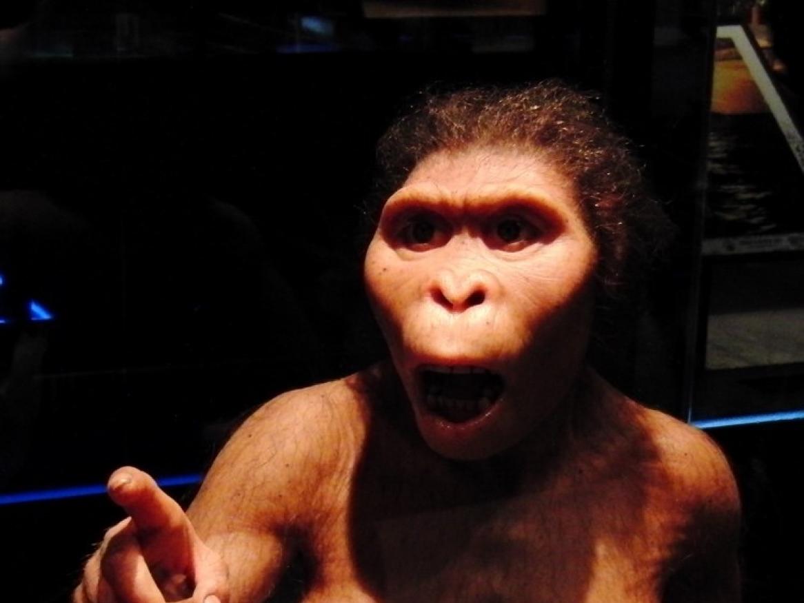 Modern apes smarter than pre-humans