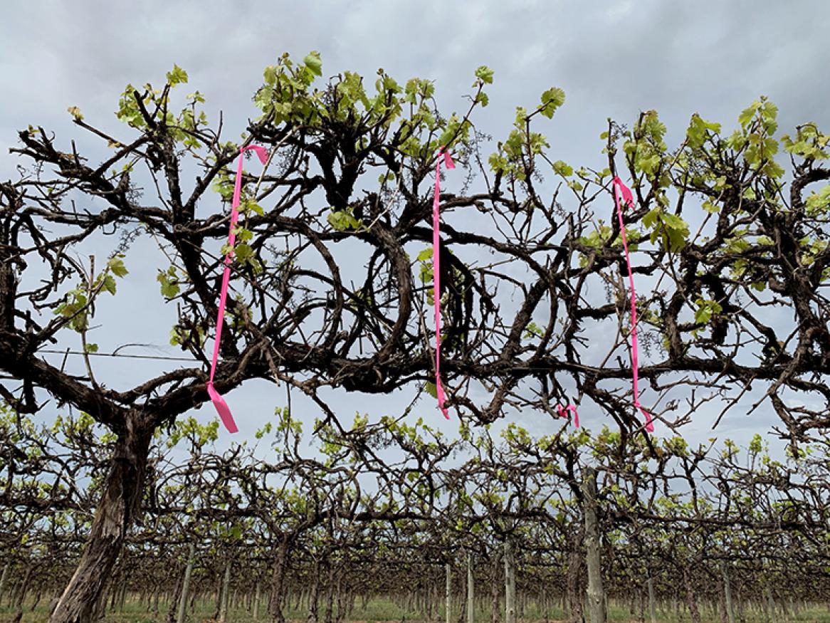 Vines with pink ribbons attached
