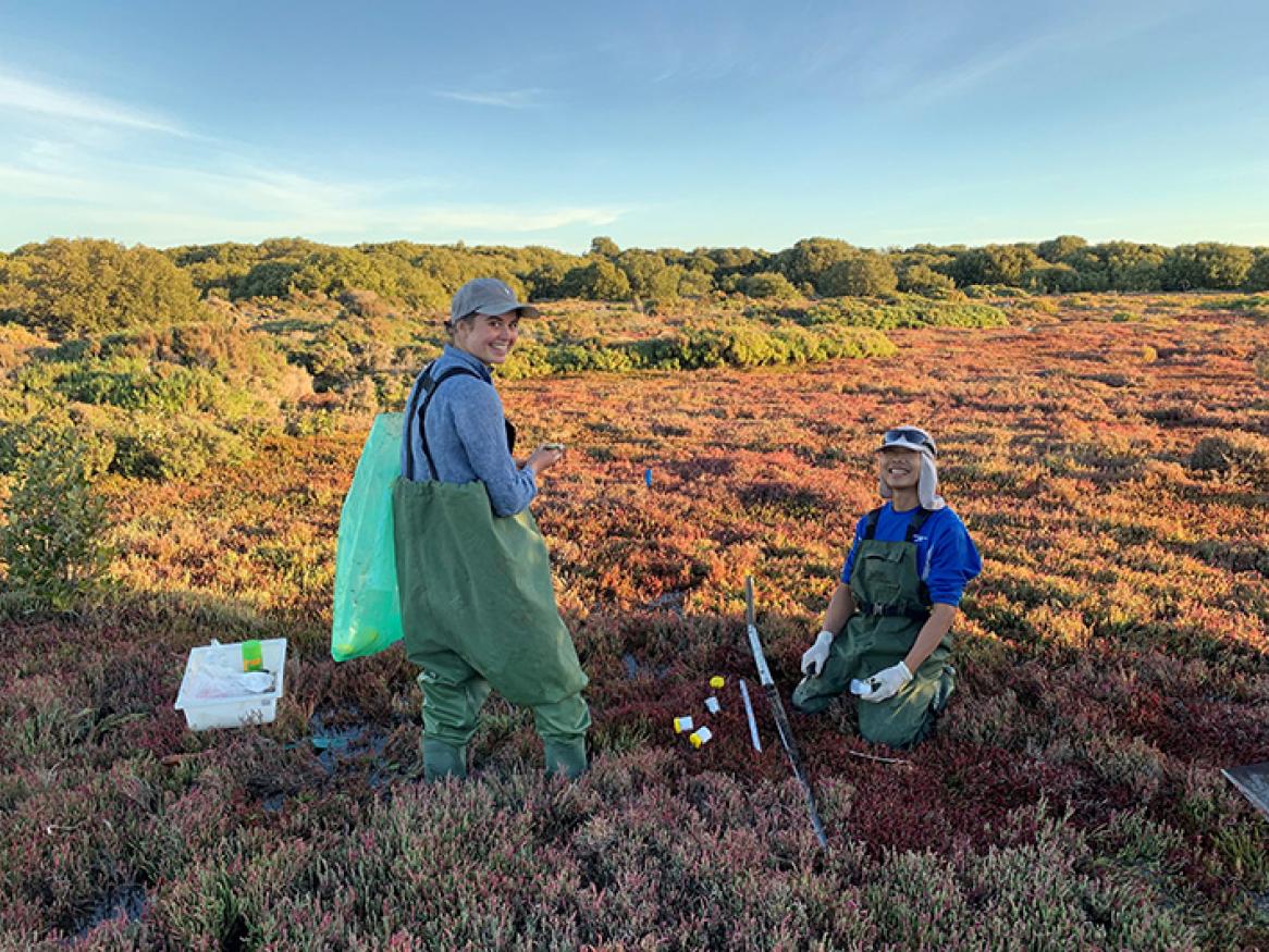 Sampling salt marsh soil cores near St Kilda